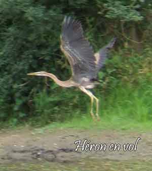 heron